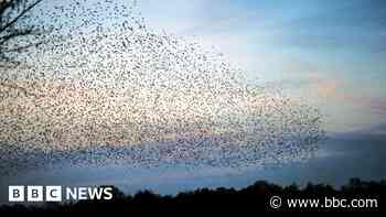 Murmuration captured and who next for Bristol Rovers?