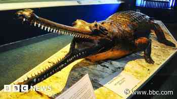 Museum reopening 'a success' when gharial returns