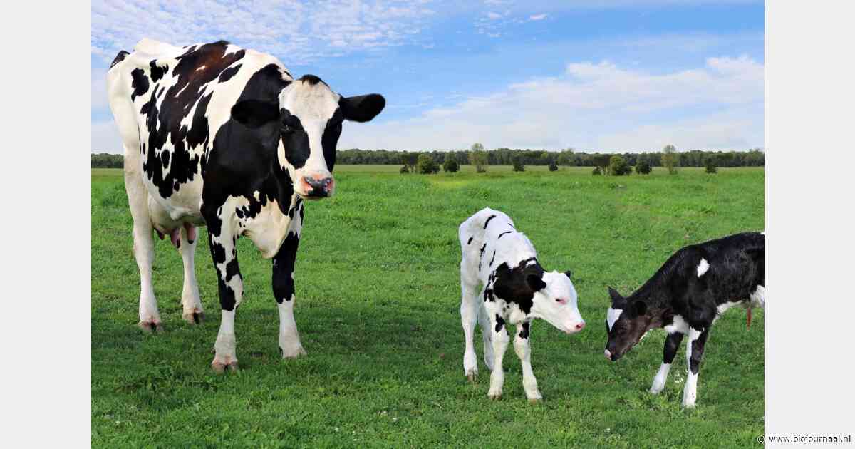 'Pleegmoeder' voor verse melk bij opgroei van biologische vaarskalveren