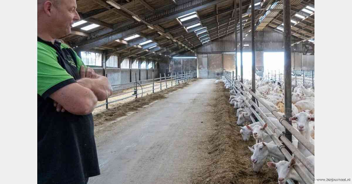 "Meer droge stof opbrengst per hectare met biologische zwavelmeststof GranuGips"