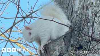 'Rare albino squirrel regularly visits my garden'