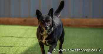 Calls to help find Ukranian rescue dog spotted in south east London