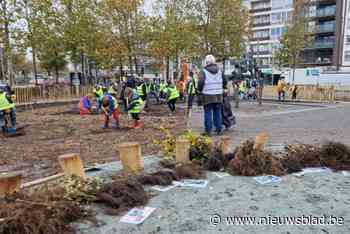 Minibos op het Gemeenteplein wordt ‘Het Stadsbosje’