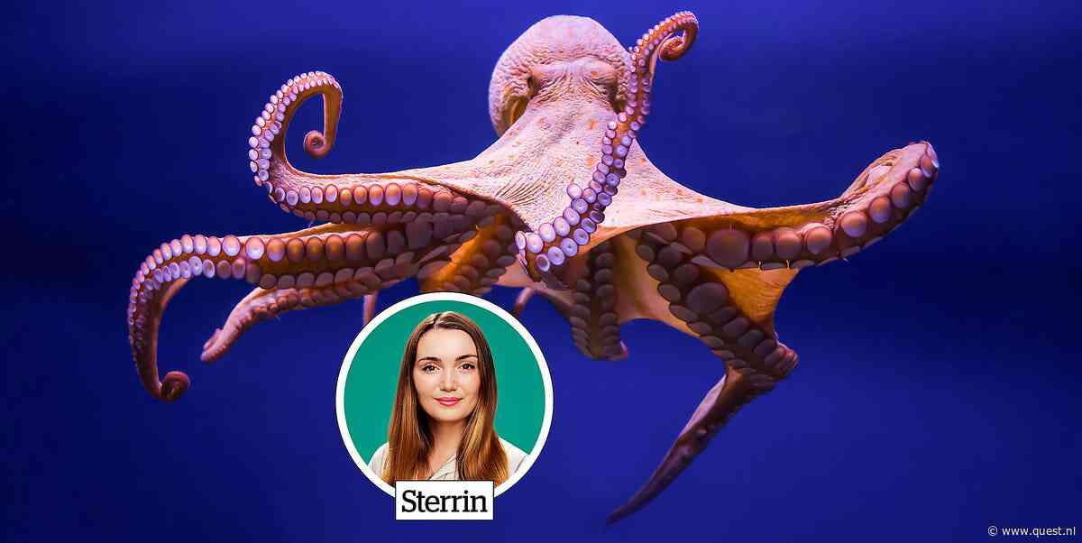 Buitenbeestjes: Wordt de octopus het volgende dominante dier op aarde als de mens verdwijnt?