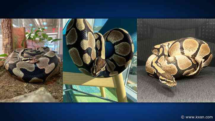 Round Rock library to celebrate retirement of beloved ball python Rocksssanne