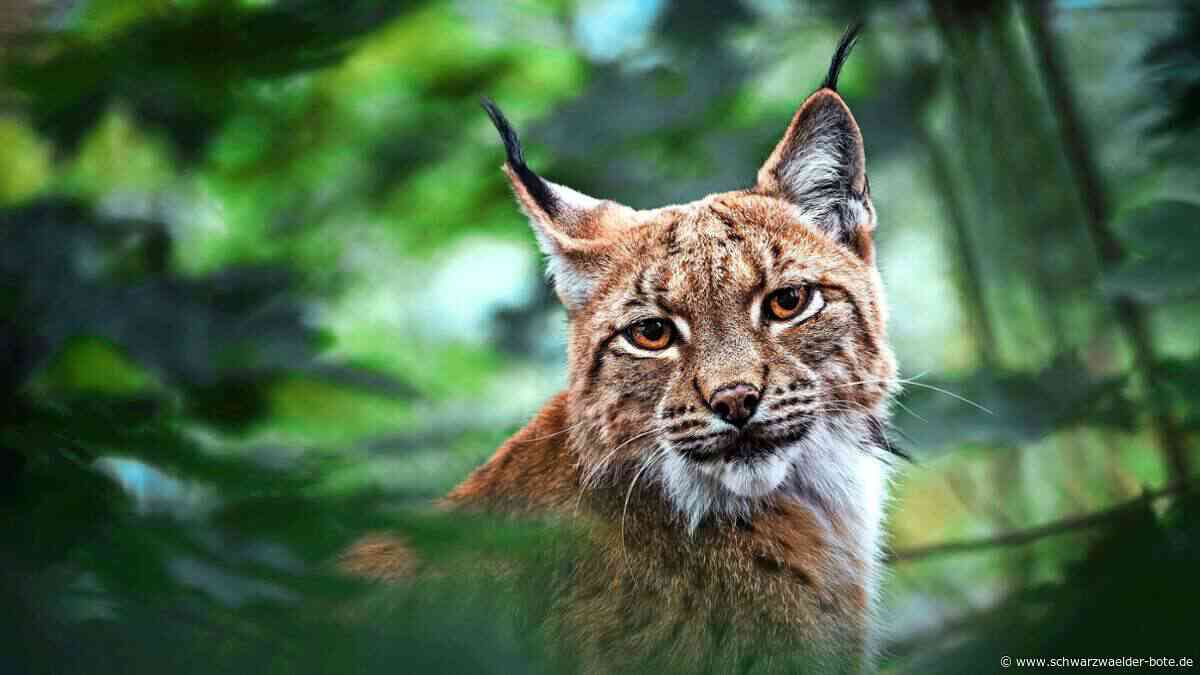 Nächster Luchs im Nordschwarzwald: Reinhold gesellt sich zu Verena und Toni