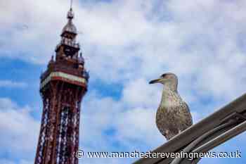 Horror by the seaside as seagull 'stamped to death' in Blackpool, and RSPCA issue appeal