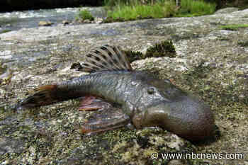 An aquatic mouse and an ugly blob-headed fish are among new species discovered in the Amazon