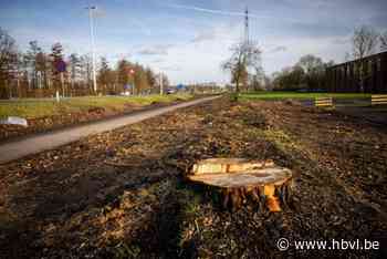 Daarom worden nog voor het einde van het jaar 305 bomen langs Universiteitslaan  gekapt