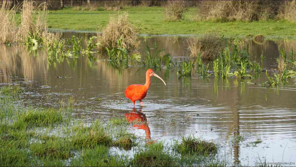 Flevoland - Nieuwsoverzicht 20/12 | Verdachte fatale schietpartij vrij • Bijzondere vogel gespot