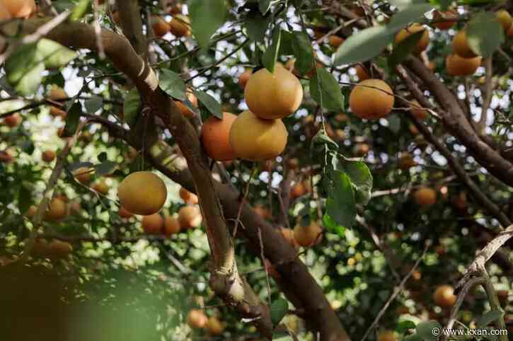 Texas’ citrus industry — once an agricultural powerhouse — is on the brink of disaster