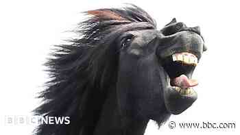 Teenager's memorable horse photo commended