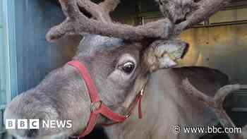 Man arrested on motorway while towing reindeer