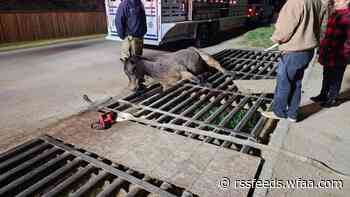 North Texas firefighters rescue horse stuck in cattle guard