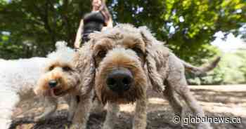 B.C. charity needs foster homes for pets whose owners are fleeing domestic violence