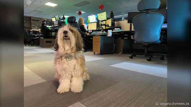 ‘A moment of happiness’: Lethbridge 911 dispatchers getting help from dog to alleviate stress