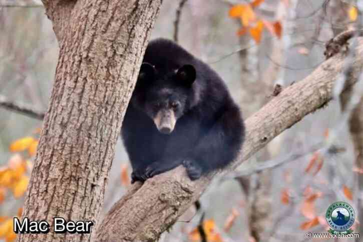 Why did Tennessee euthanize 13 bear cubs?