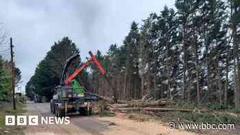 Storm-hit road to stay shut as trees to be felled