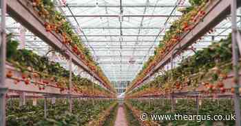 Sussex farmers provide homegrown strawberries for Christmas in UK first