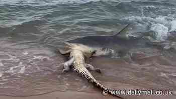 Shocking moment a shark feasts on a crocodile just metres away from shocked beach-goers