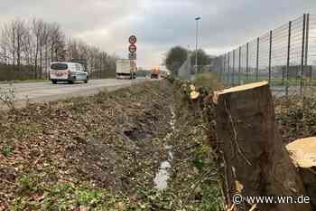 Kahlschlag neben der Weseler Straße: Darum wurde die Hecke geschnitten