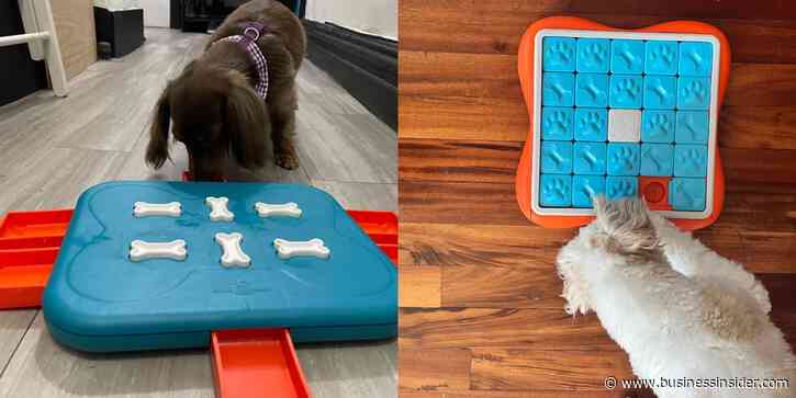 The 8 best dog puzzle toys for mental stimulation and enrichment