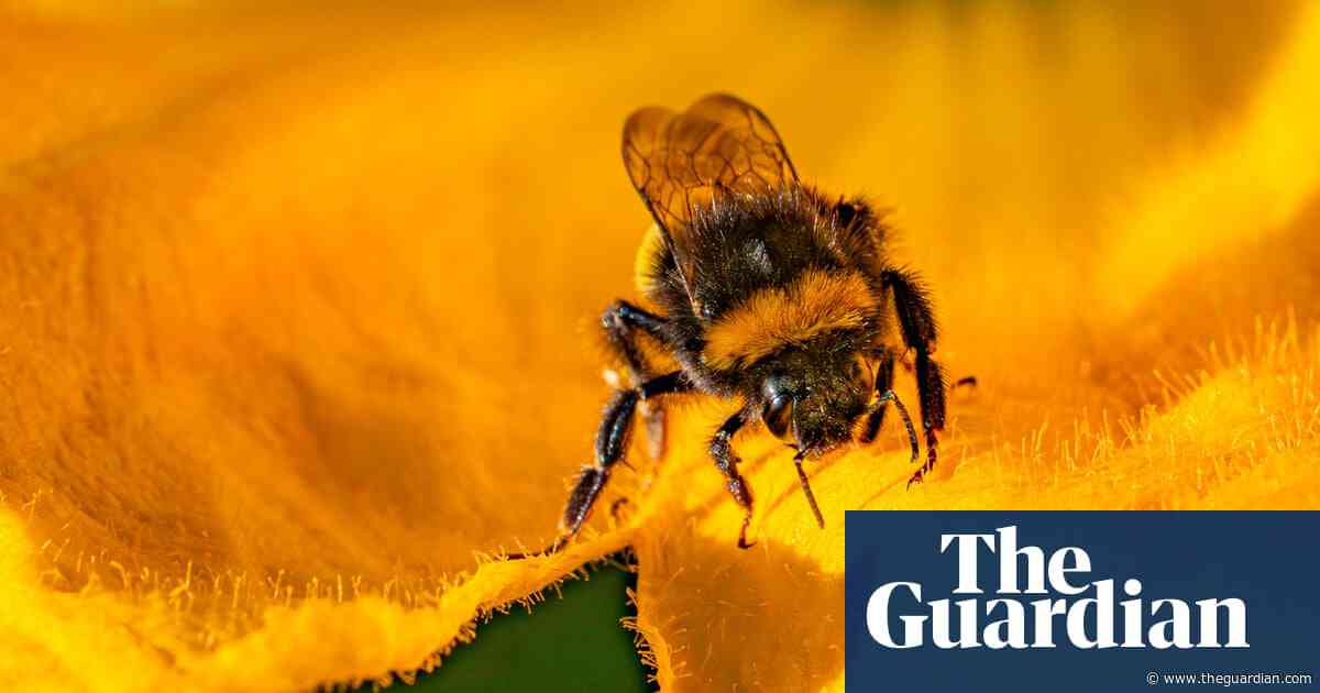 UK to ban bee-killing pesticides but highly toxic type could still be allowed