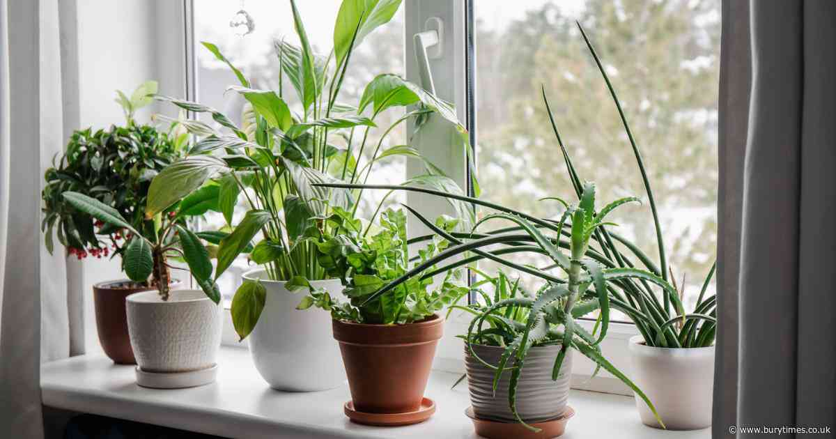 How this bathroom staple can help your houseplants thrive in the winter months