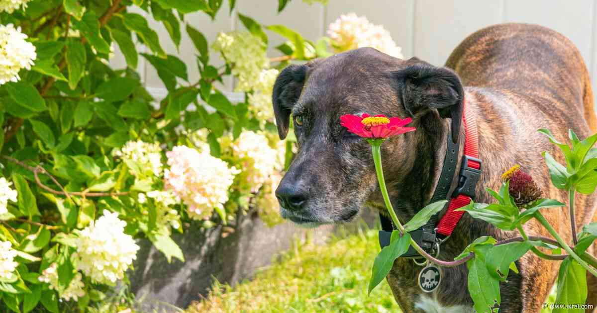 Loyal and tenacious: Here's why the Plott Hound is North Carolina's state dog