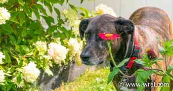 Loyal and tenacious: Here's why the Plott Hound is North Carolina's state dog