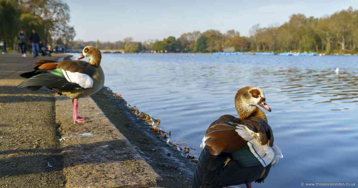 Warning to dog walkers at Regent's Park after 'several' waterfowl injured by pets