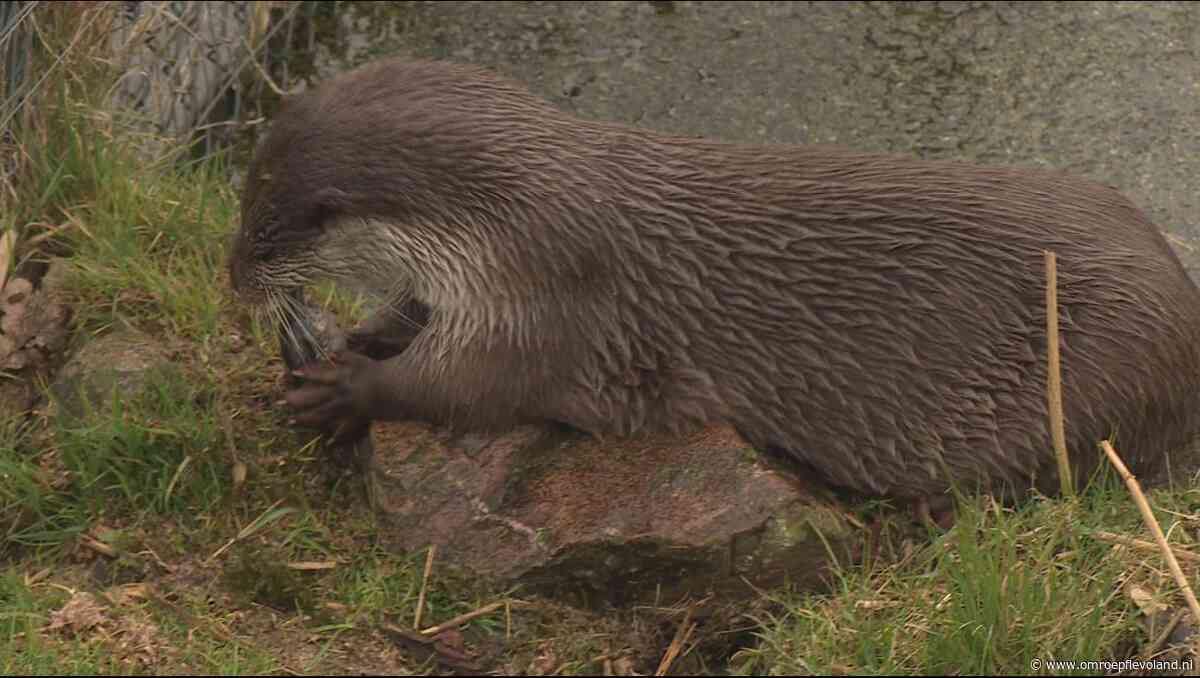 Almere - Otter is definitief thuis in Almere