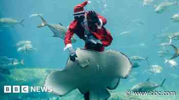 Swimming santa and dazzling dancers: Africa's top shots