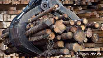 Quebec accused of catering to logging industry as it reviews how forests are managed