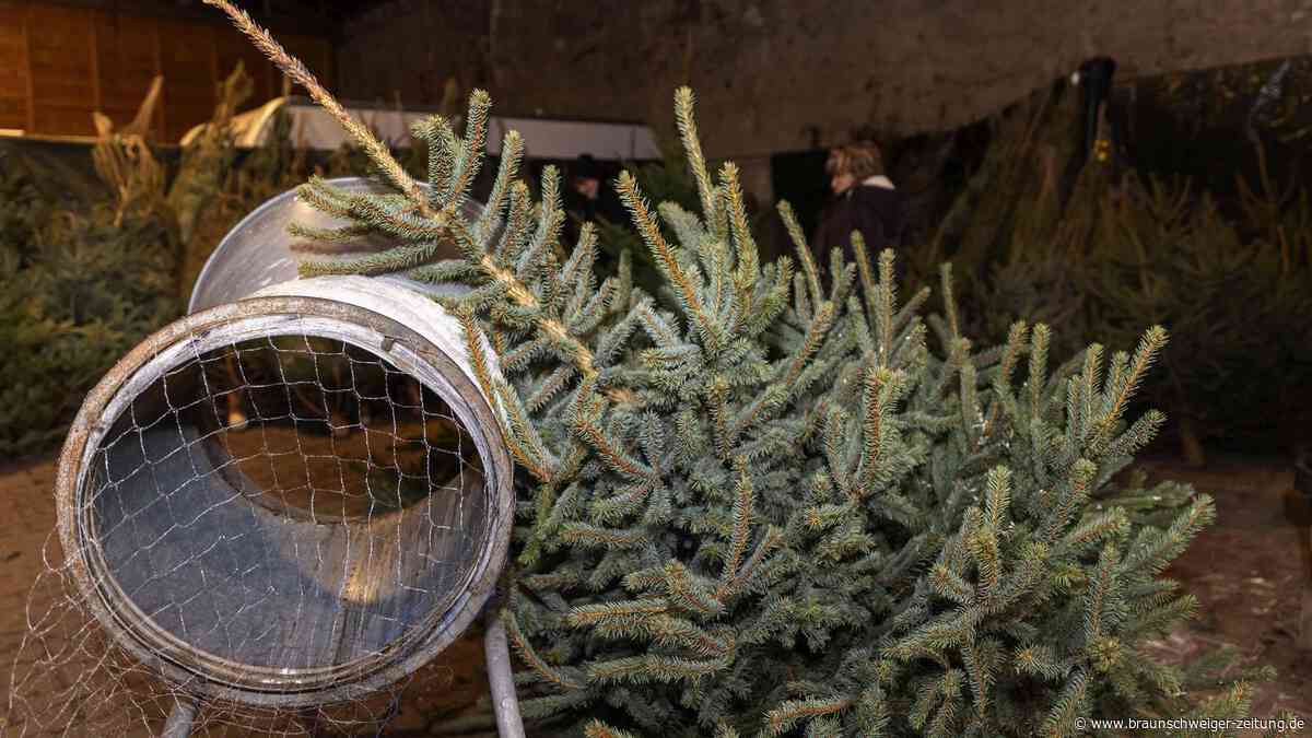 Unzählige Tiere versteckt? So eklig sind Weihnachtsbäume wirklich