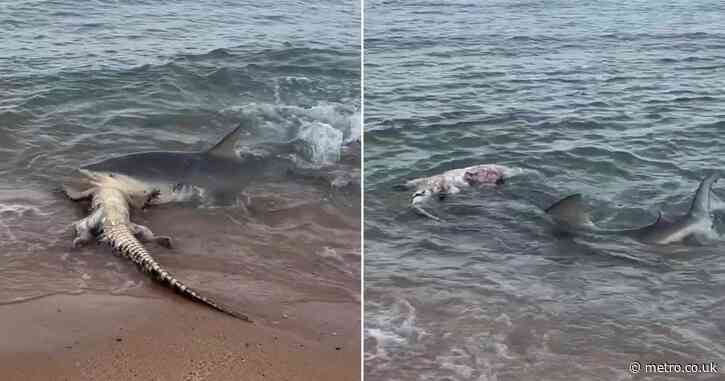 Shark tears into crocodile metres away from terrified beachgoers