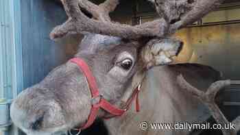 No i-deer how they got there! Police stop vehicle towing trailer only to find two reindeer hidden in the back