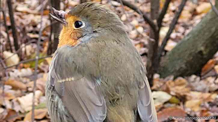 Gaan deze vogeltjes de winter overleven? Volgens Frans waarschijnlijk niet