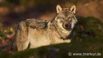 Umstrittener Antrag: Wolf verliert streng geschützten Status – Pläne der EU sorgen für Diskussionen