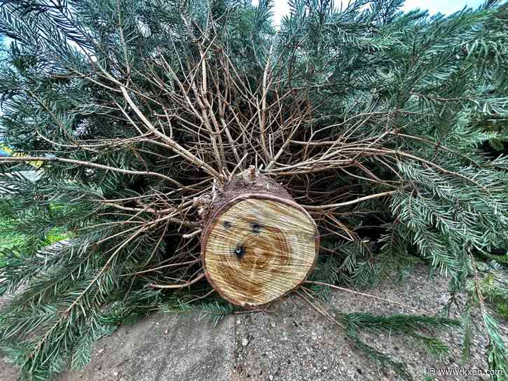 What to do with your tree after Christmas