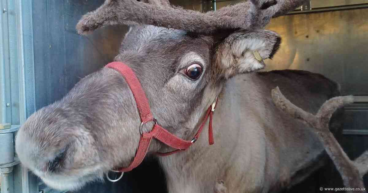 Police in North Yorkshire discover reindeer in vehicle during arrest of wanted driver