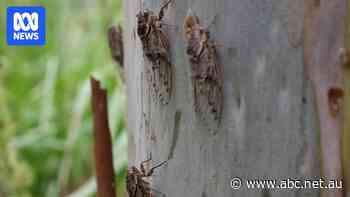 You're not imagining it — cicadas are louder this year