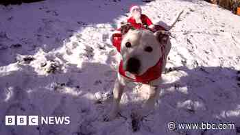 Elderly dog finds forever home in time for Christmas