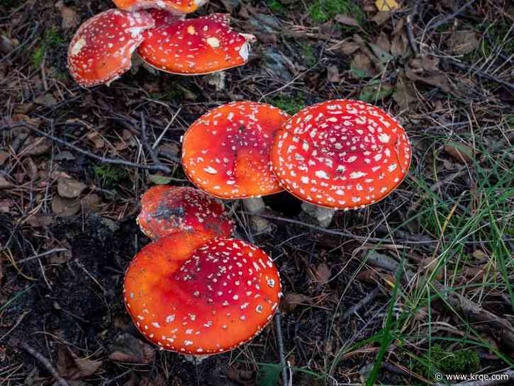 1 dead after mushroom poisoning in Utah, 'first confirmed case ever in the state'