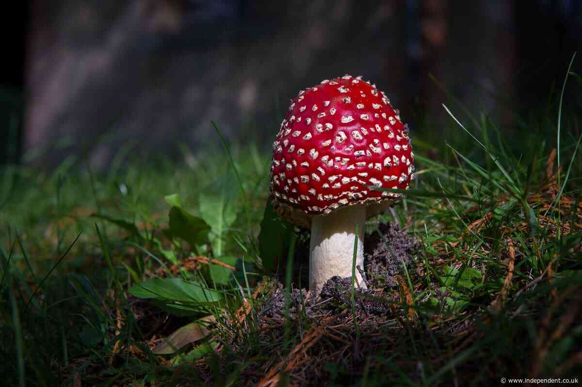 FDA restricts psychoactive mushroom used in some edibles