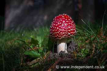 FDA restricts psychoactive mushroom used in some edibles