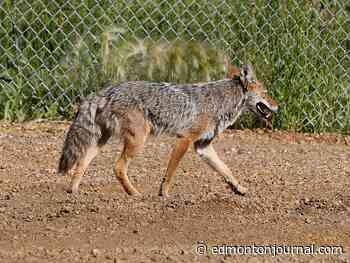 Edmonton had 25 coyotes killed this year, fewer aggressive animals reported