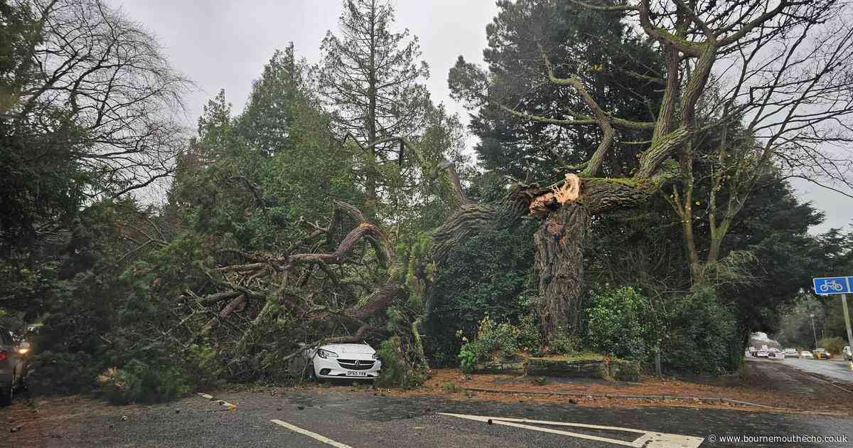 Tree damage by storms in past month cost BCP Council £150k