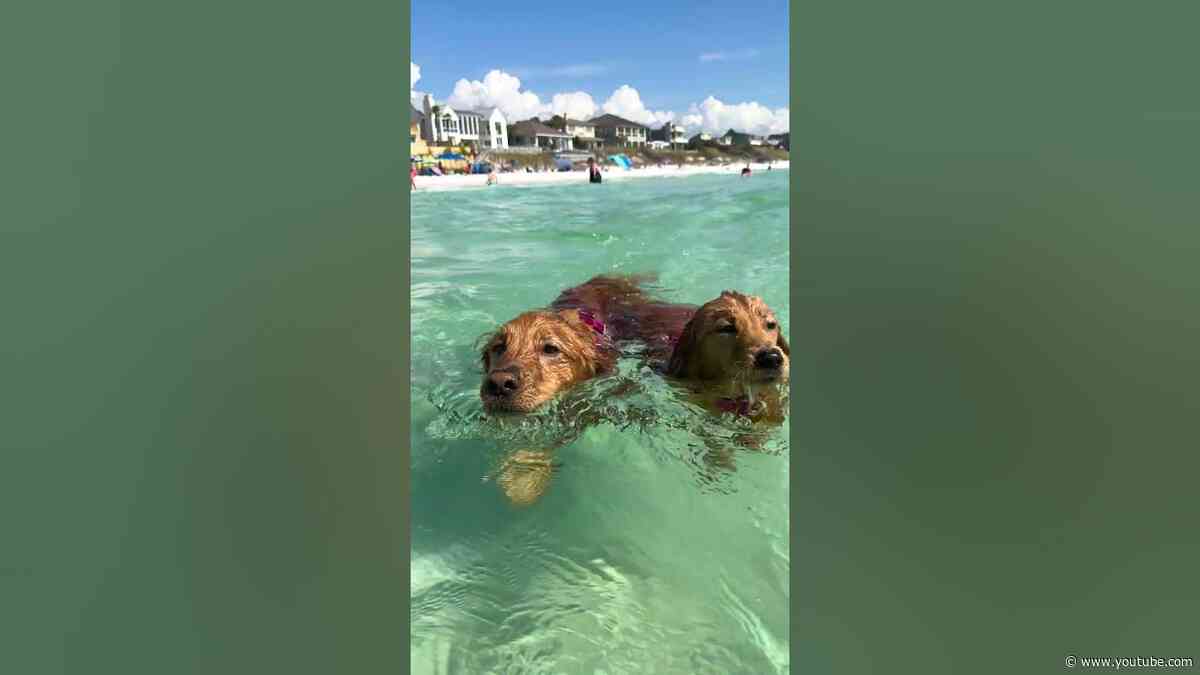 Golden Retriever Gets A Puppy Sibling To Grow Up With | The Dodo