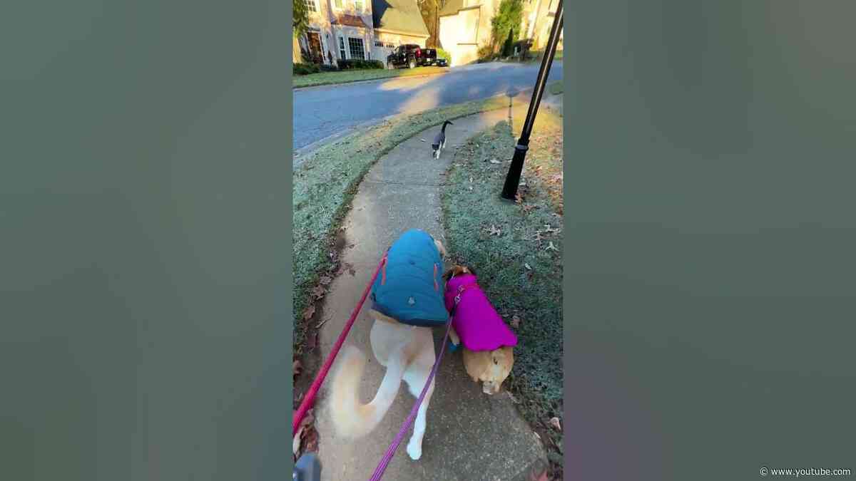 Random Cat Keeps Walking With Woman And Her Dogs | The Dodo